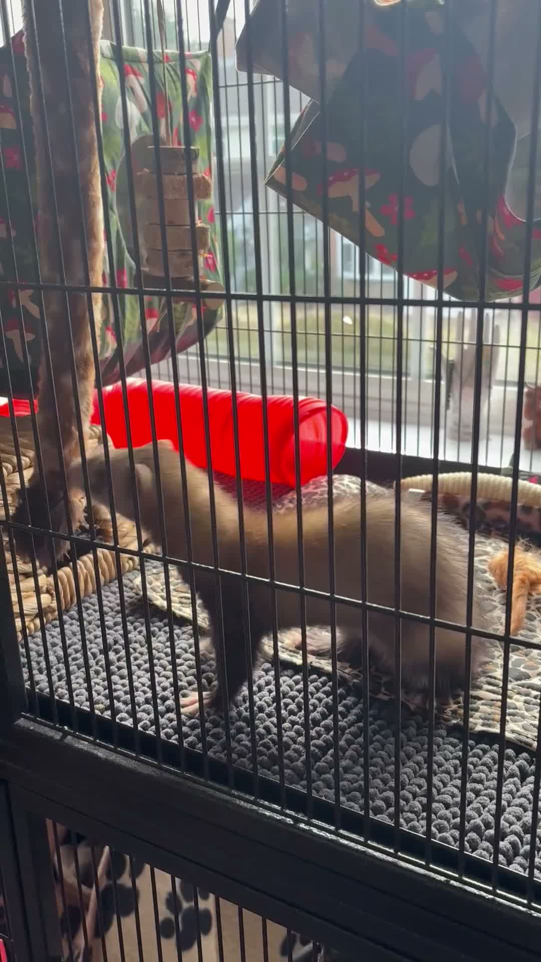Ferret rodents for sale: Two female ferrets and whole set up.  - Video 2