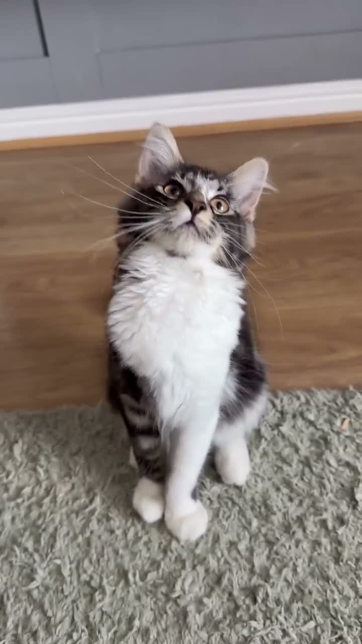 Mixed Breed cats for sale: Ragdoll x Bengall - Video 1