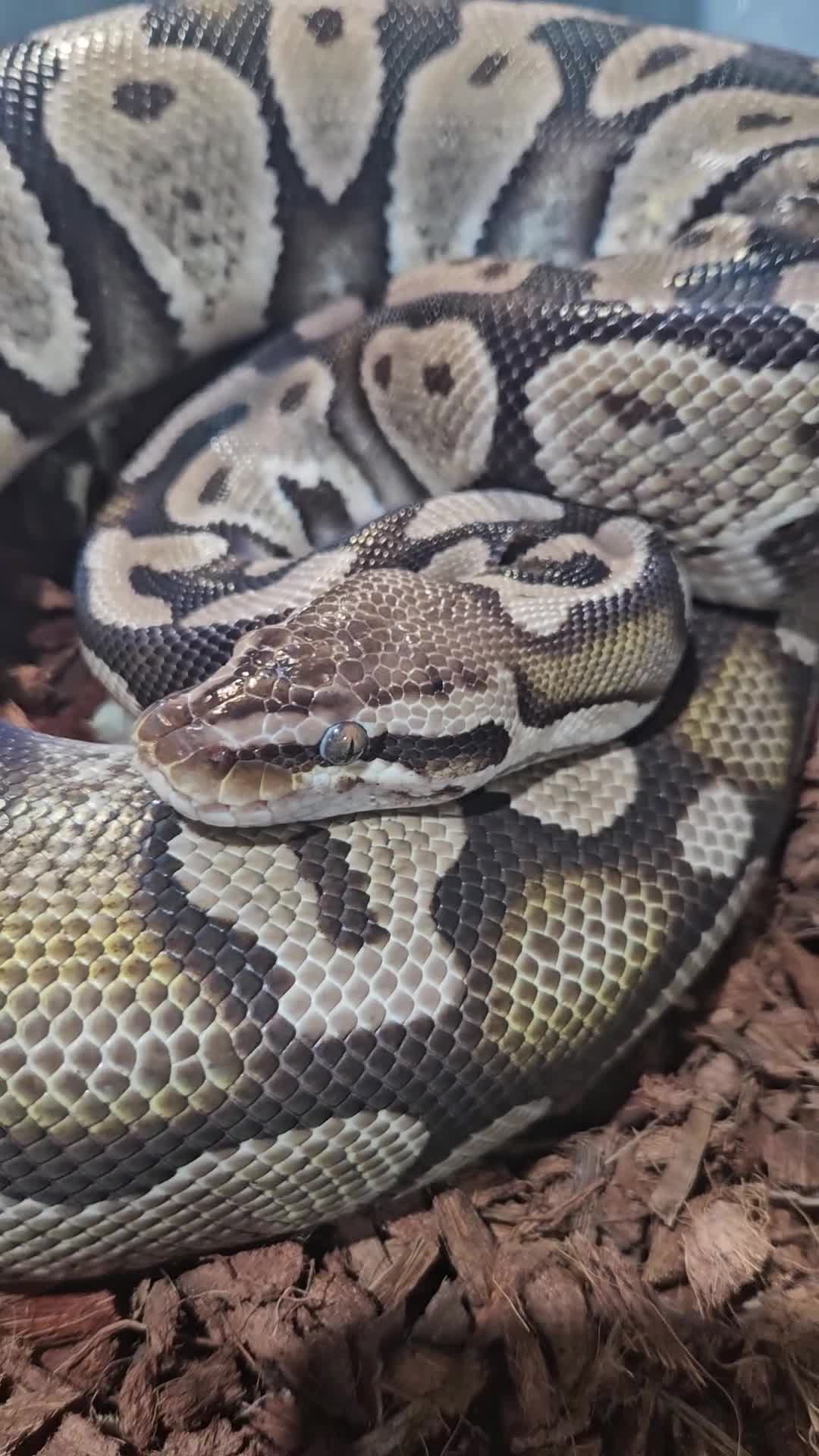 Python Snake reptiles for sale: Pastel female ball python proven breeder  - Video 1