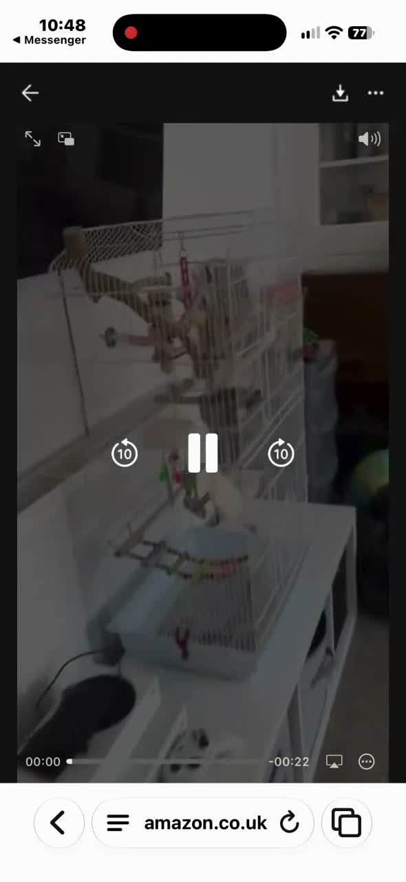 Cockatiels birds for sale: Male cockatiel looking for forever home in Lowestoft - Video 1