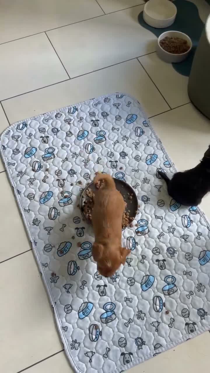 Cavapoochon dogs for sale: Cavalier King Charles Spaniel / Cavapooshon pups - Video 2