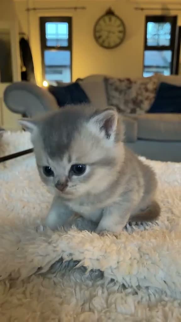 British Longhair cats for sale: Last boy Available- Golden Lilac BHS Ready Now !  - Video 2