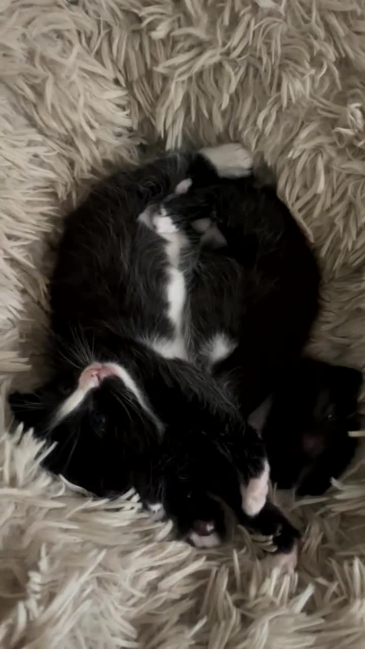 Mixed Breed cats for sale: Kittens in King's Lynn - Video 2
