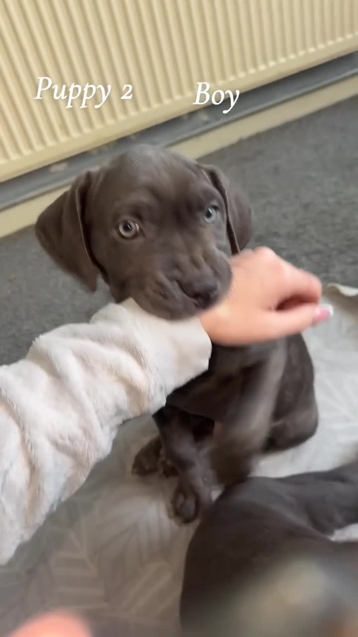 Cane Corso dogs for sale: Cane corso pups  - Video 1