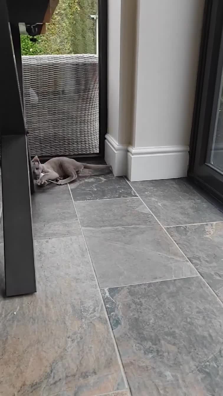 Oriental cats for sale: Handsome Loving Oriental Shorthair Boy Lilac-Grey - Video 1