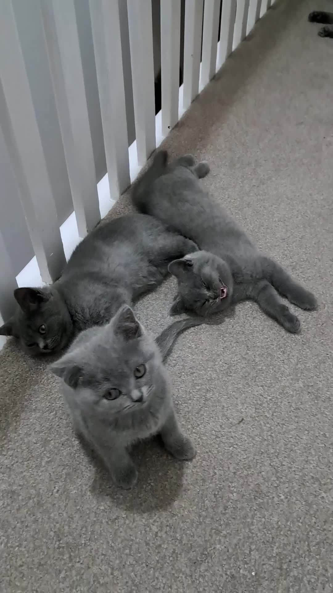 British Shorthair cats for sale: British Shorthair Blue female is ready to go  - Video 1