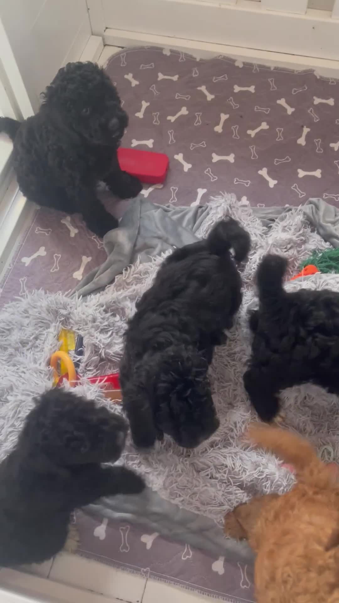 Cavapoo dogs for sale: 🐶 F1B CAVAPOOS 5* HEALTH CHECK 🐶 - Video 2