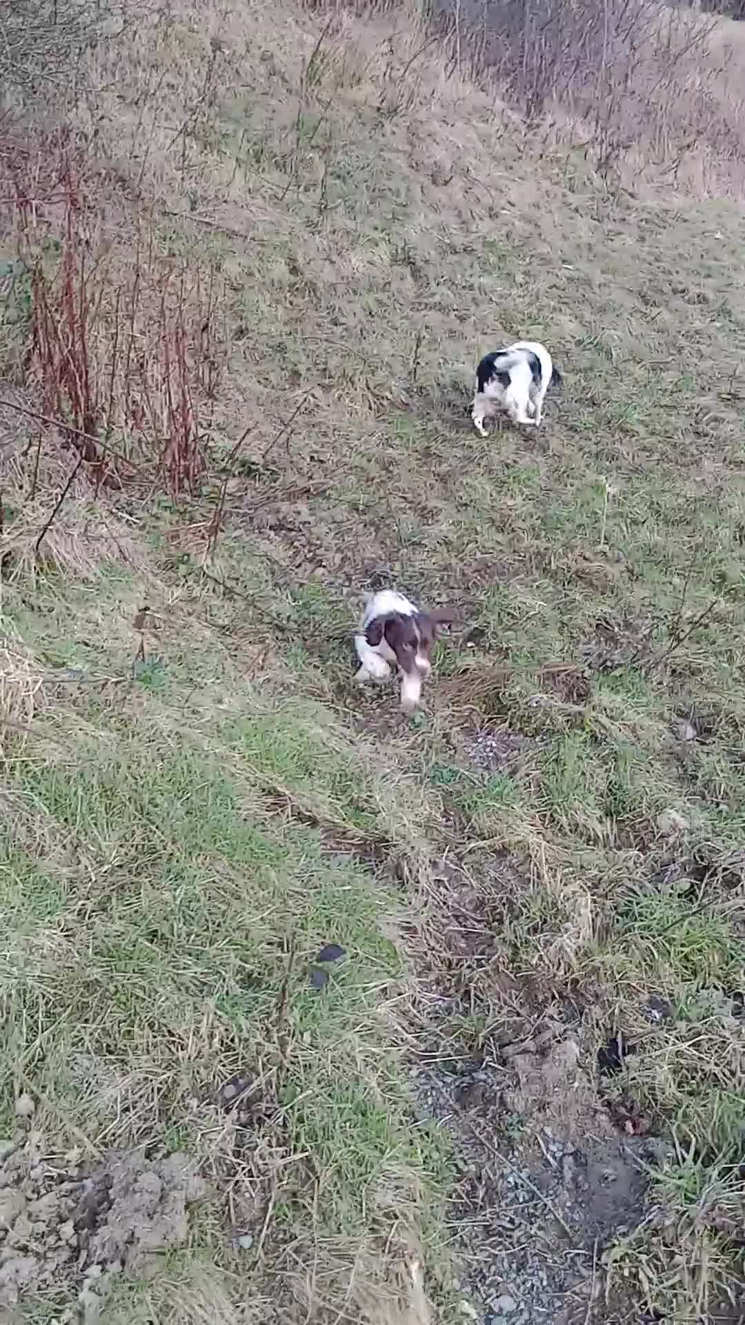 English Springer Spaniel dogs for sale: English springer spaniel  - Video 1
