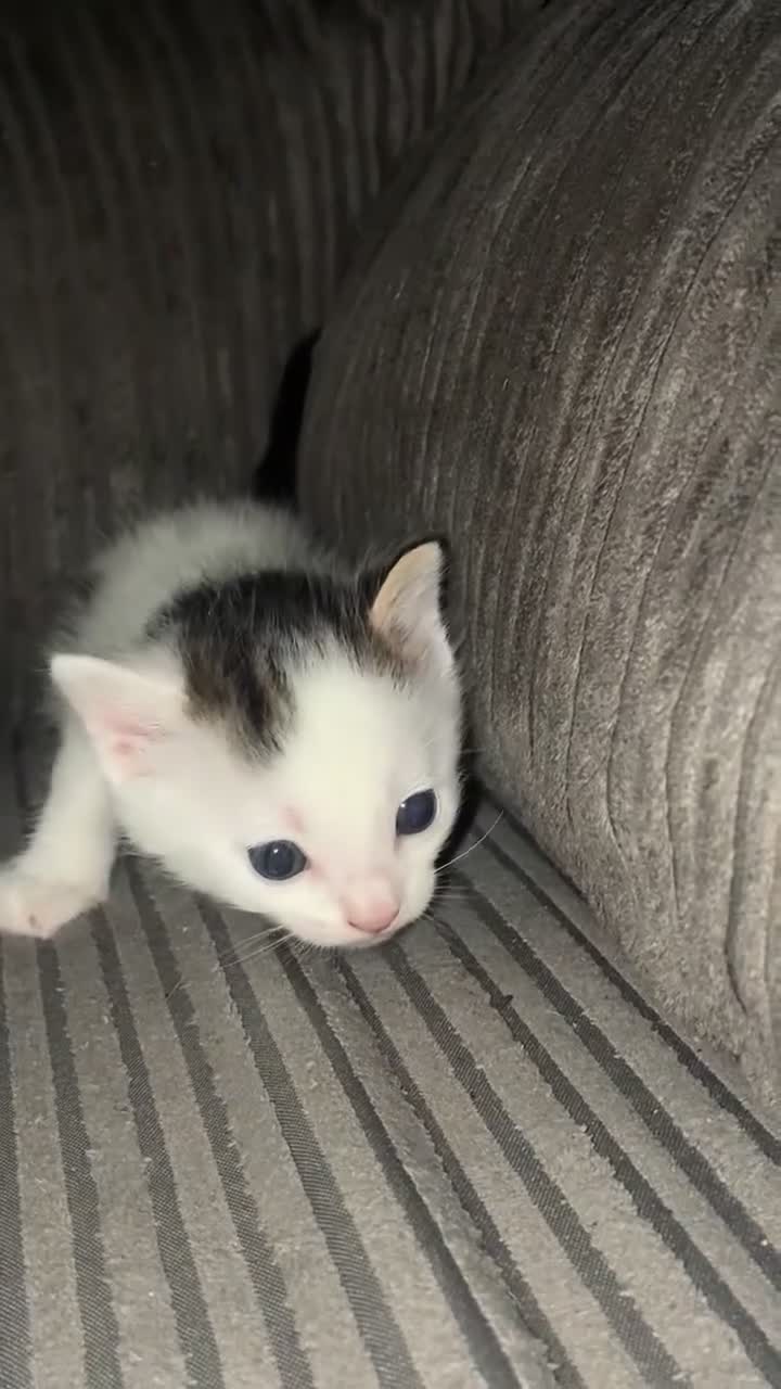 Mixed Breed cats for sale: stunning kittens 🐱⭐️ - Video 1