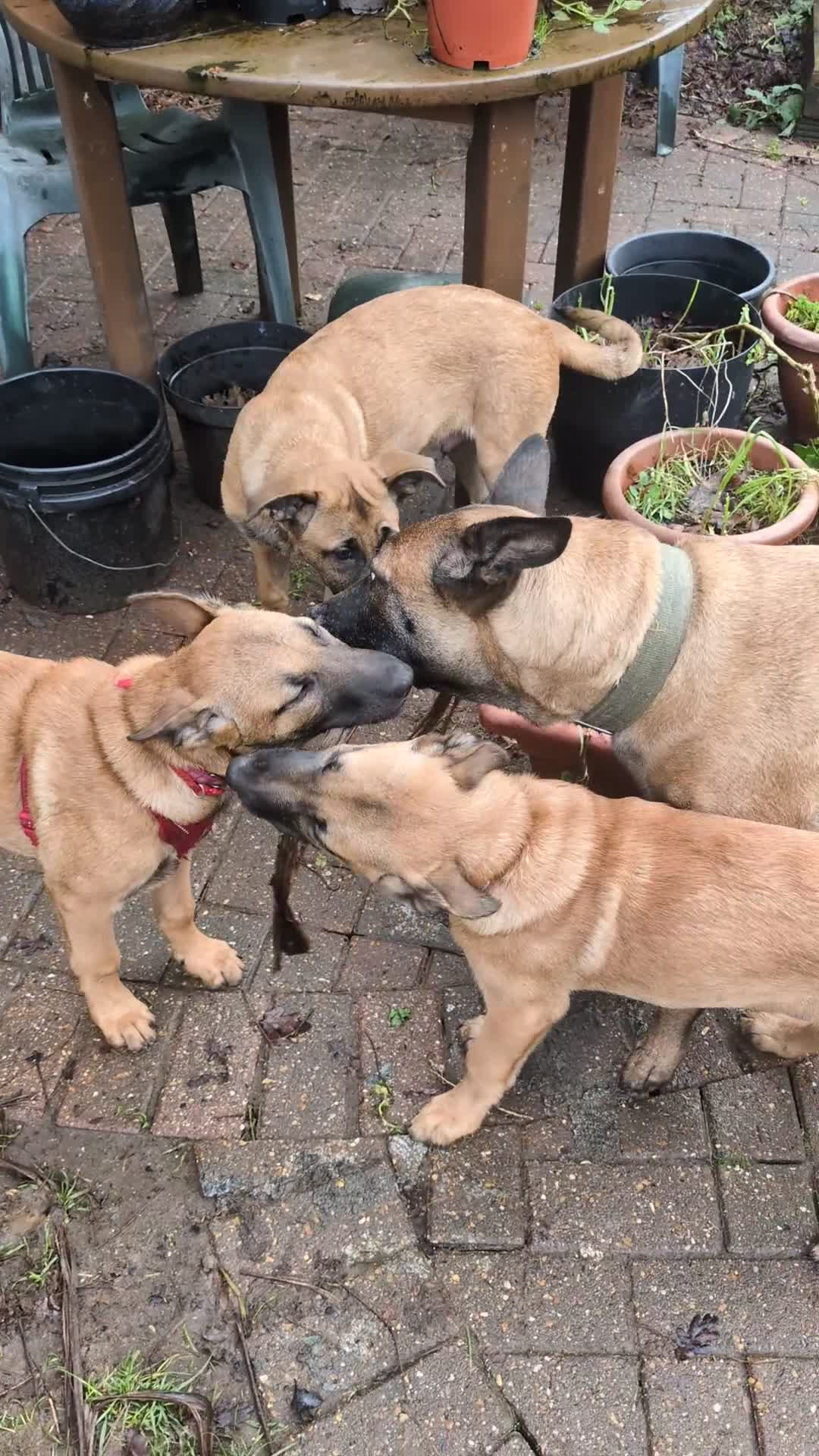 Belgian Shepherd Dog dogs for sale: Belgian Shepherd Puppies  - Video 1