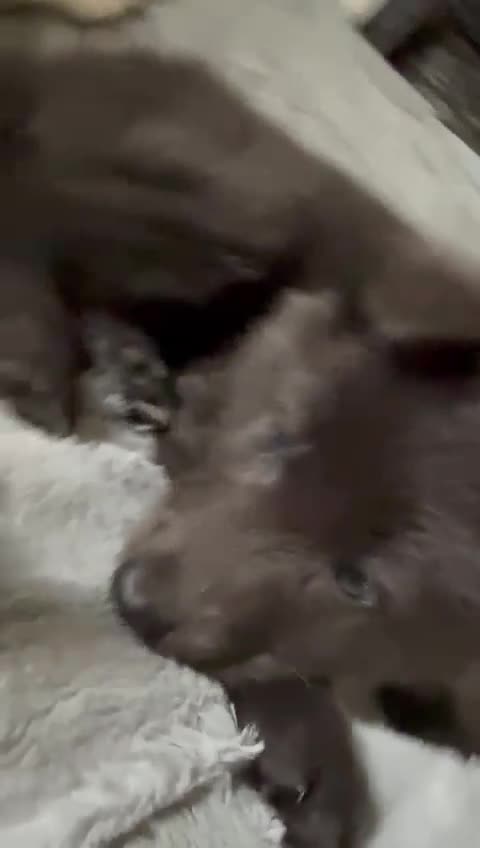 German Shepherd dogs for sale: 6 beautiful long haired German Shepards for sale! - Video 3