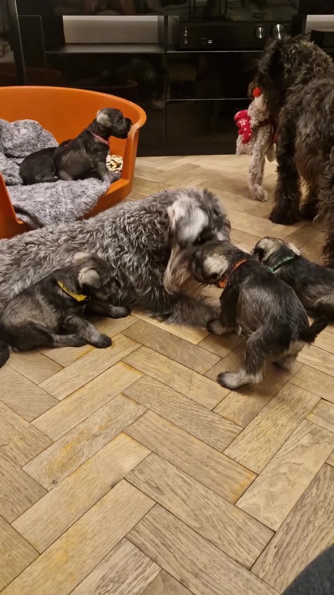 Miniature Schnauzer dogs for sale: Curious, playful and loving litter KC pups ❤️ - Video 4