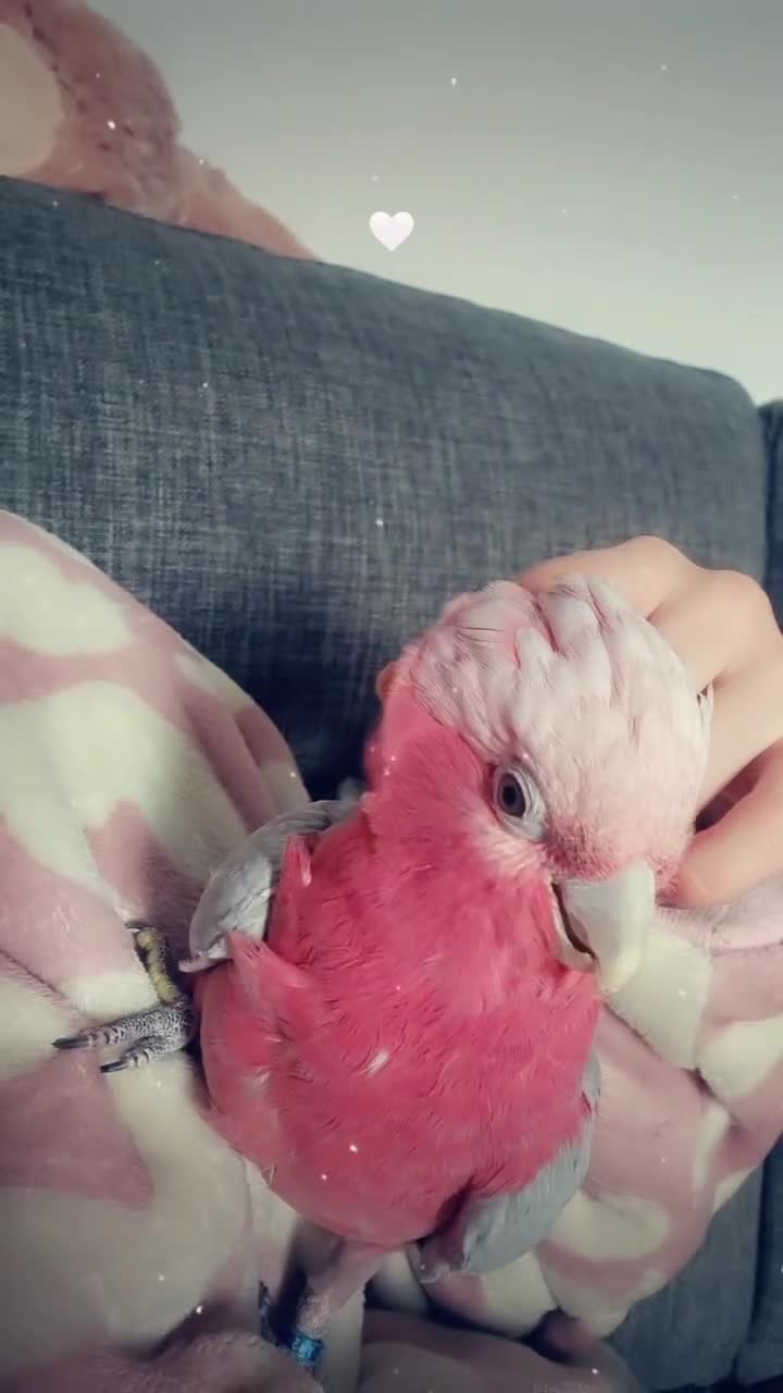 Cockatoo birds for sale: Female galah cockatoo  - Video 2