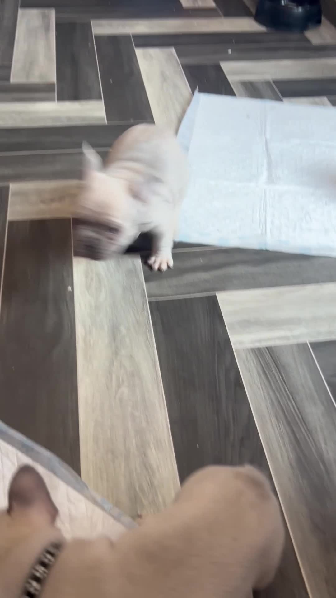 French Bulldog dogs for sale: 2 frenchies left ready to leave now (£850) - Video 1