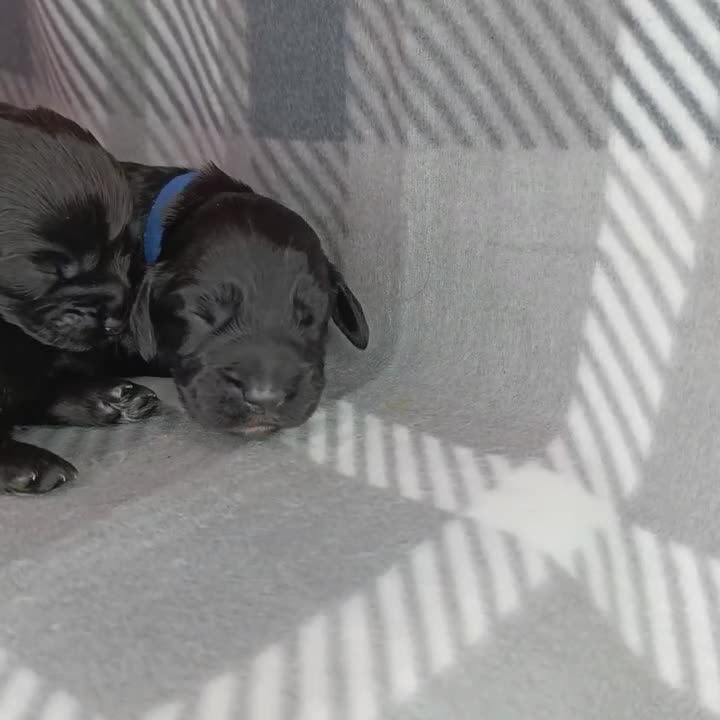 Cocker Spaniel dogs for sale: Show x Working Cocker Spaniels, HEALTH tested - Video 1