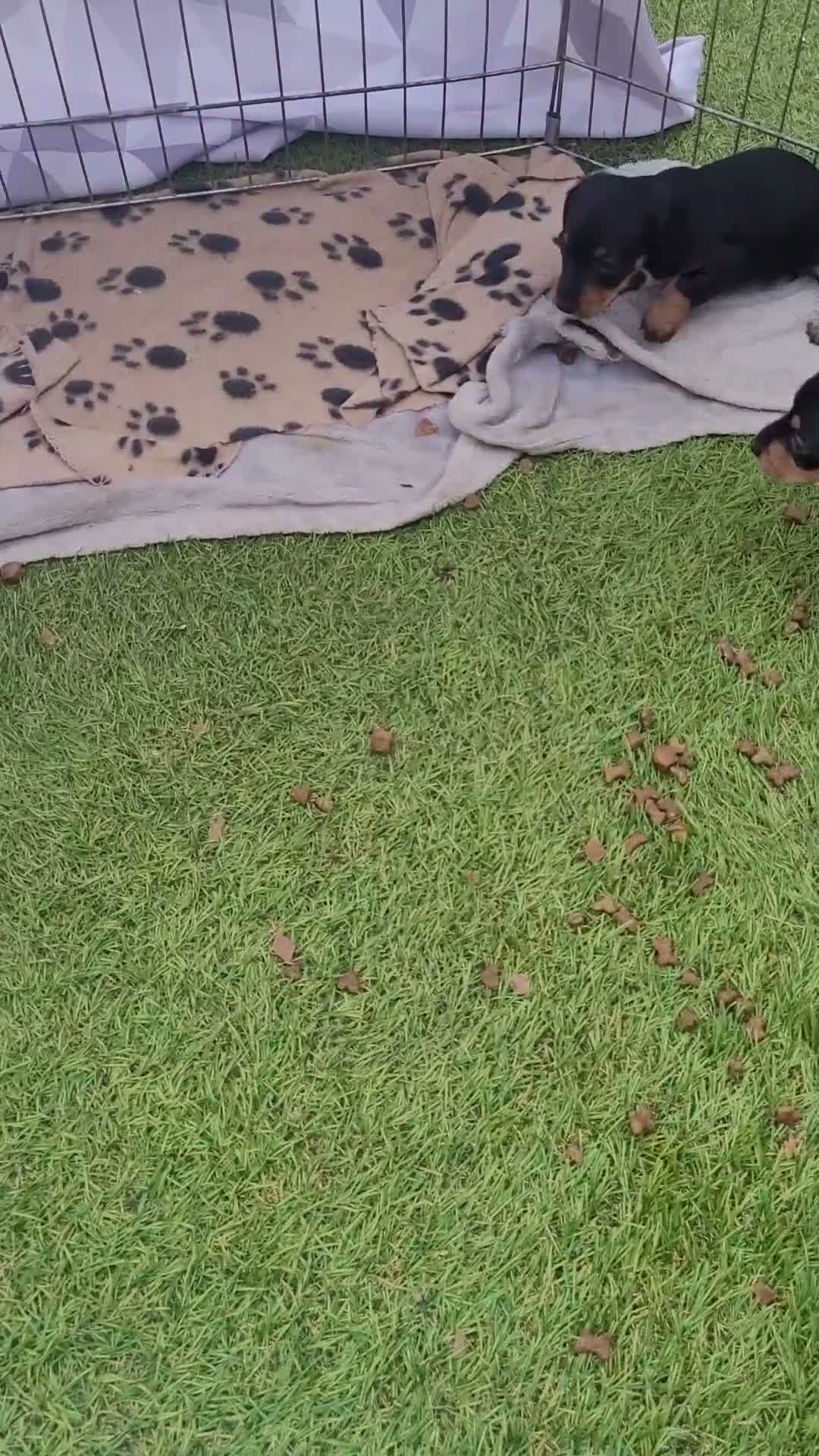 Jackshund dogs for sale: Dachy -Jacks - Video 1