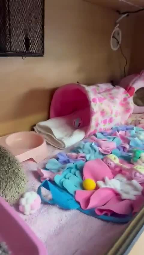 Pygmy Hedgehog rodents for sale: Pygmy hedgehog with full set up💗 - Video 1
