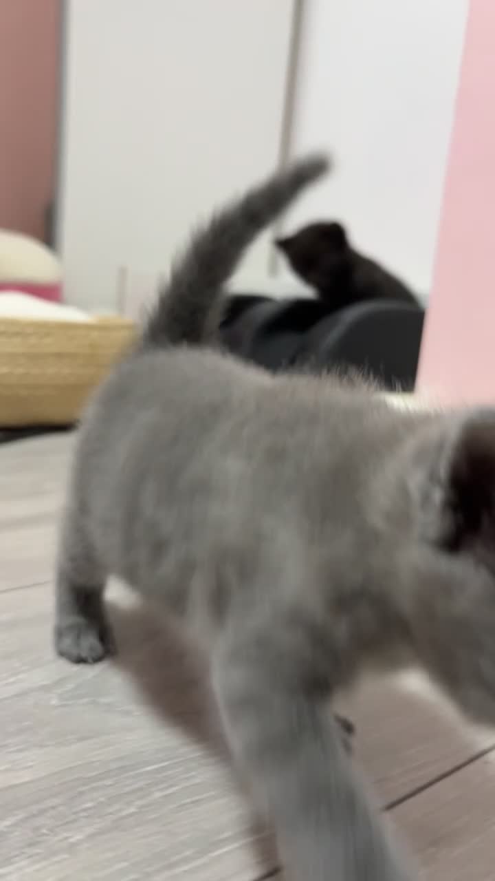 Mixed Breed cats for sale: THREE ADORABLE KITTENS LOOKING FOR LOVING HOMES! in Slough - Video 2