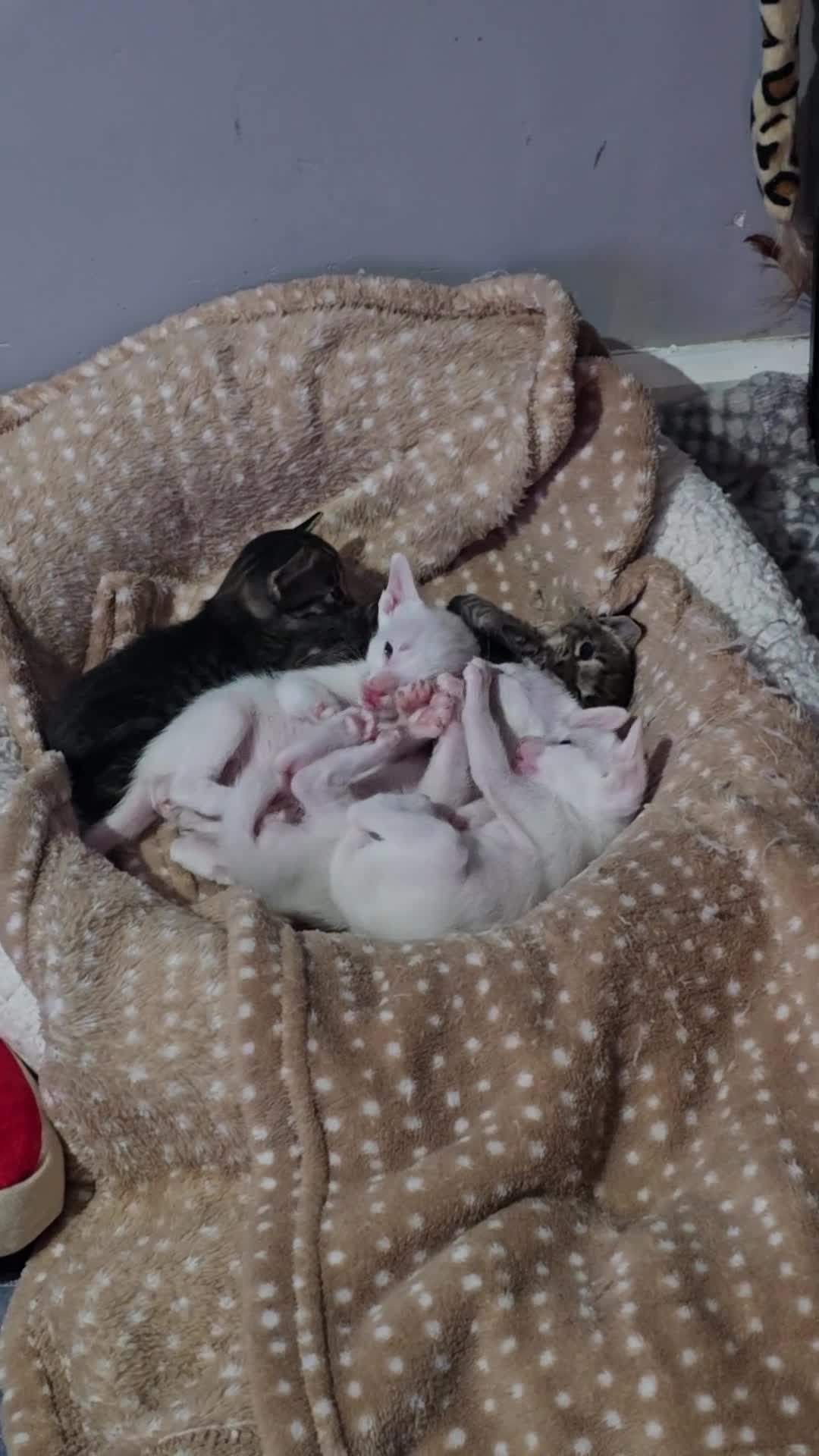 Oriental cats for sale: Beautiful Orientals. - Video 1