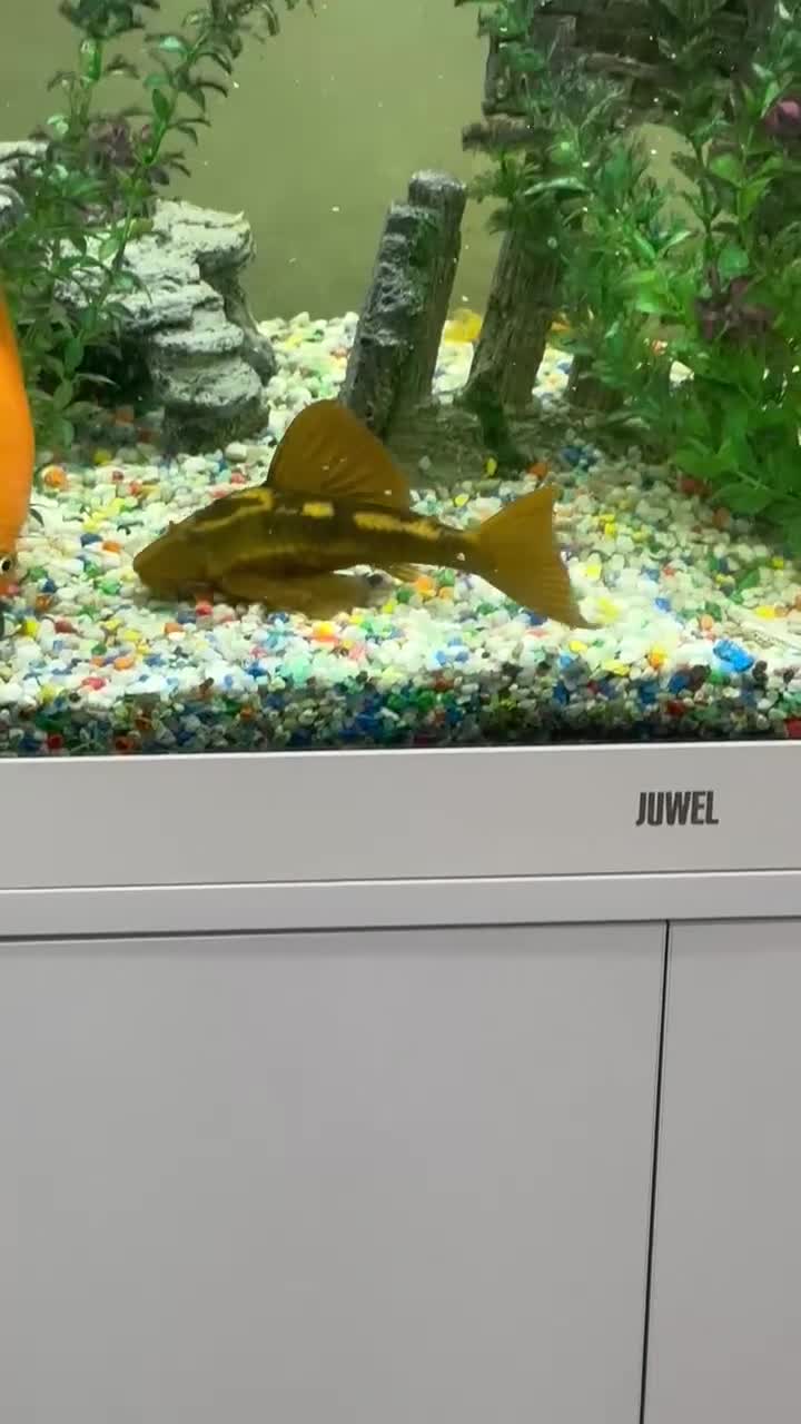Other/Mixed Breed fish for sale: Jewel lido 200 fish tank and 7 fish - Video 2