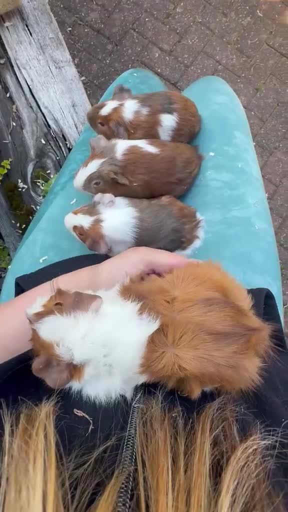 Guinea Pig rodents for sale: Gorgeous baby guinea pigs. Sheffield - Video 2