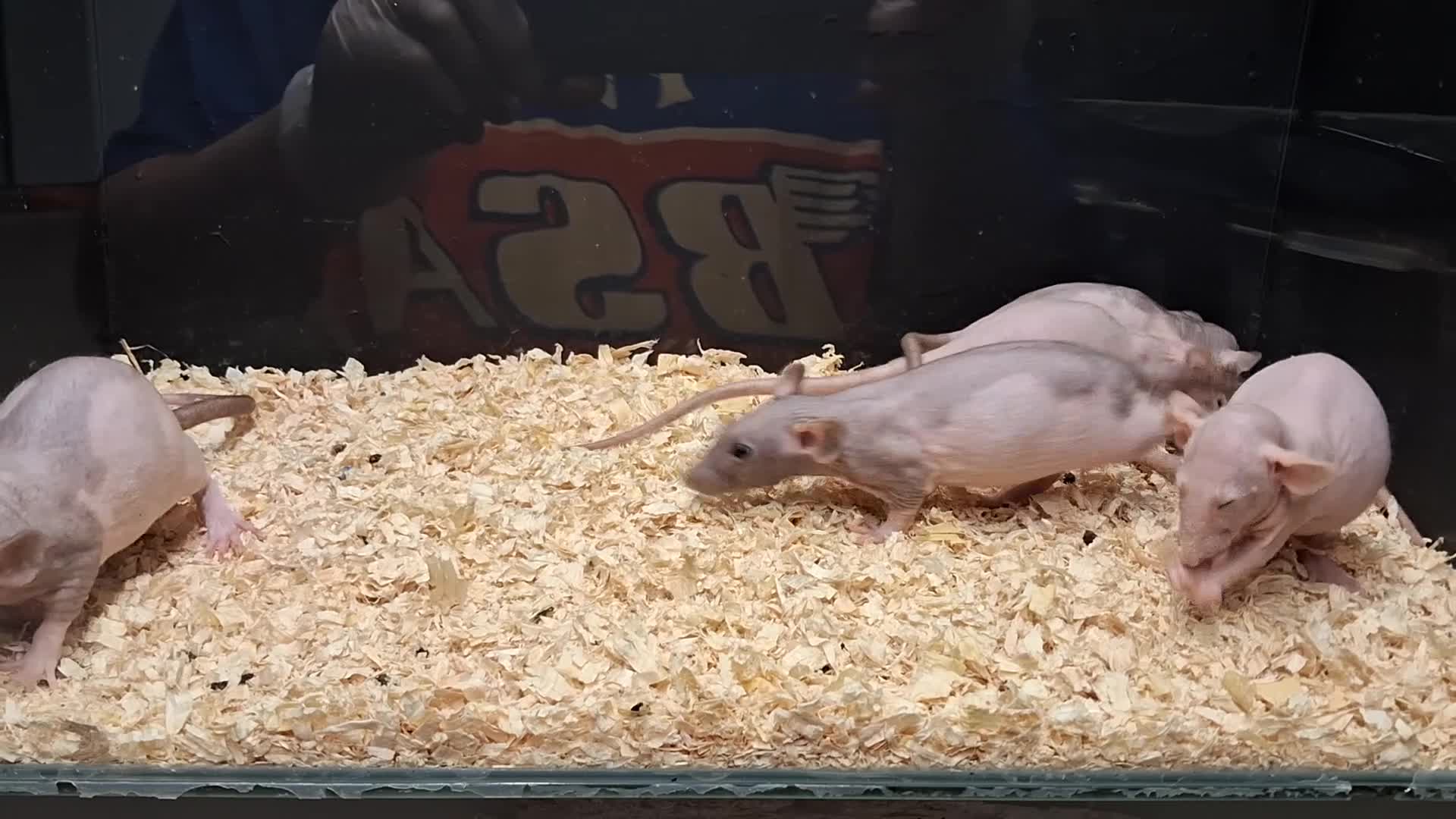 Rat rodents for sale: Baby Dumbo Rats , Males and Females  - Video 3