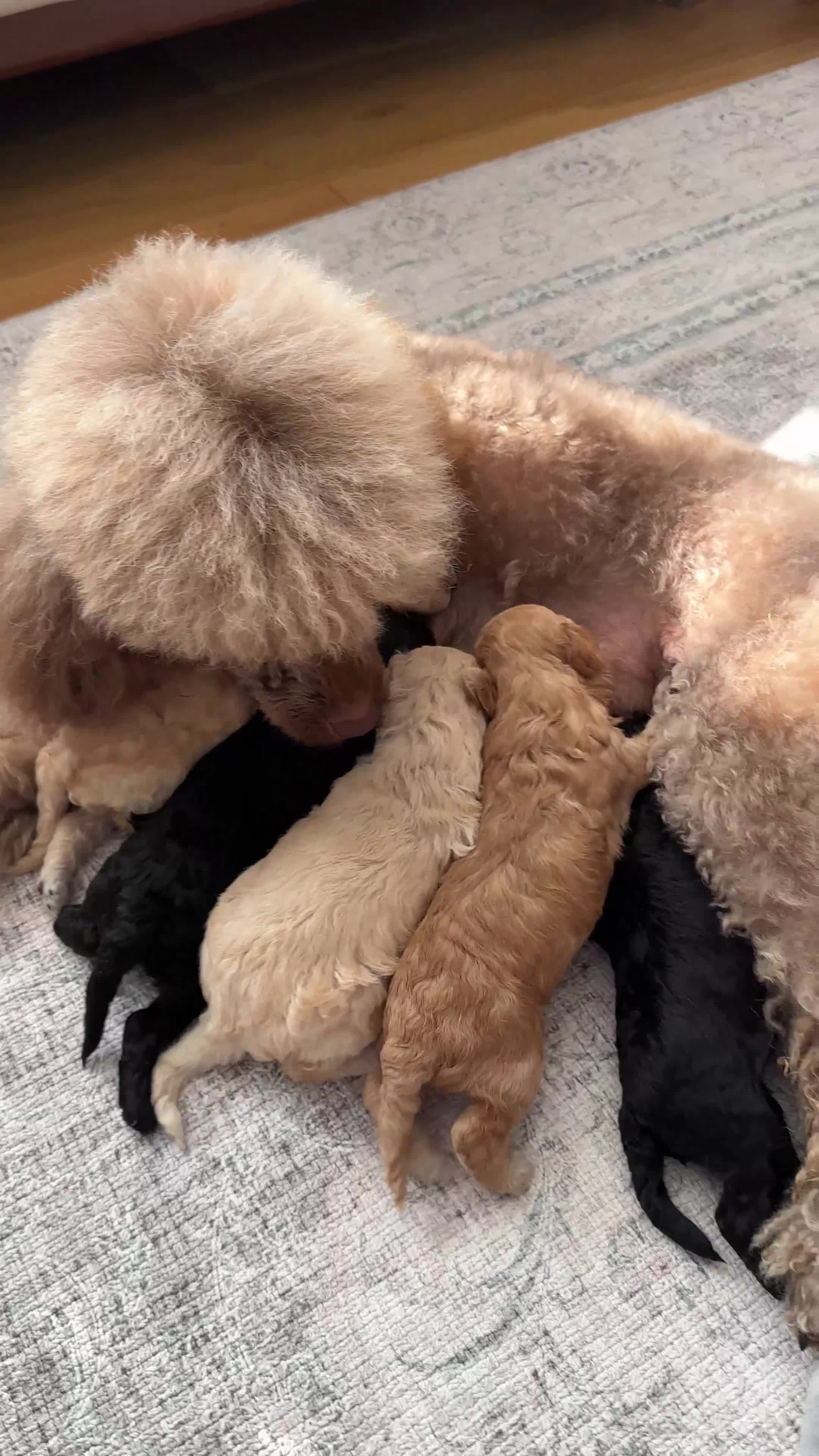 Toy Poodle dogs for sale: Toy poodles (5 girls and 2 boys) - Video 2