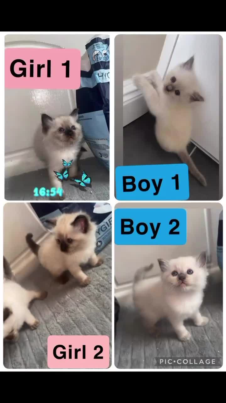 Ragdoll cats for sale: 4 ragdoll kittens for sale  - Video 4