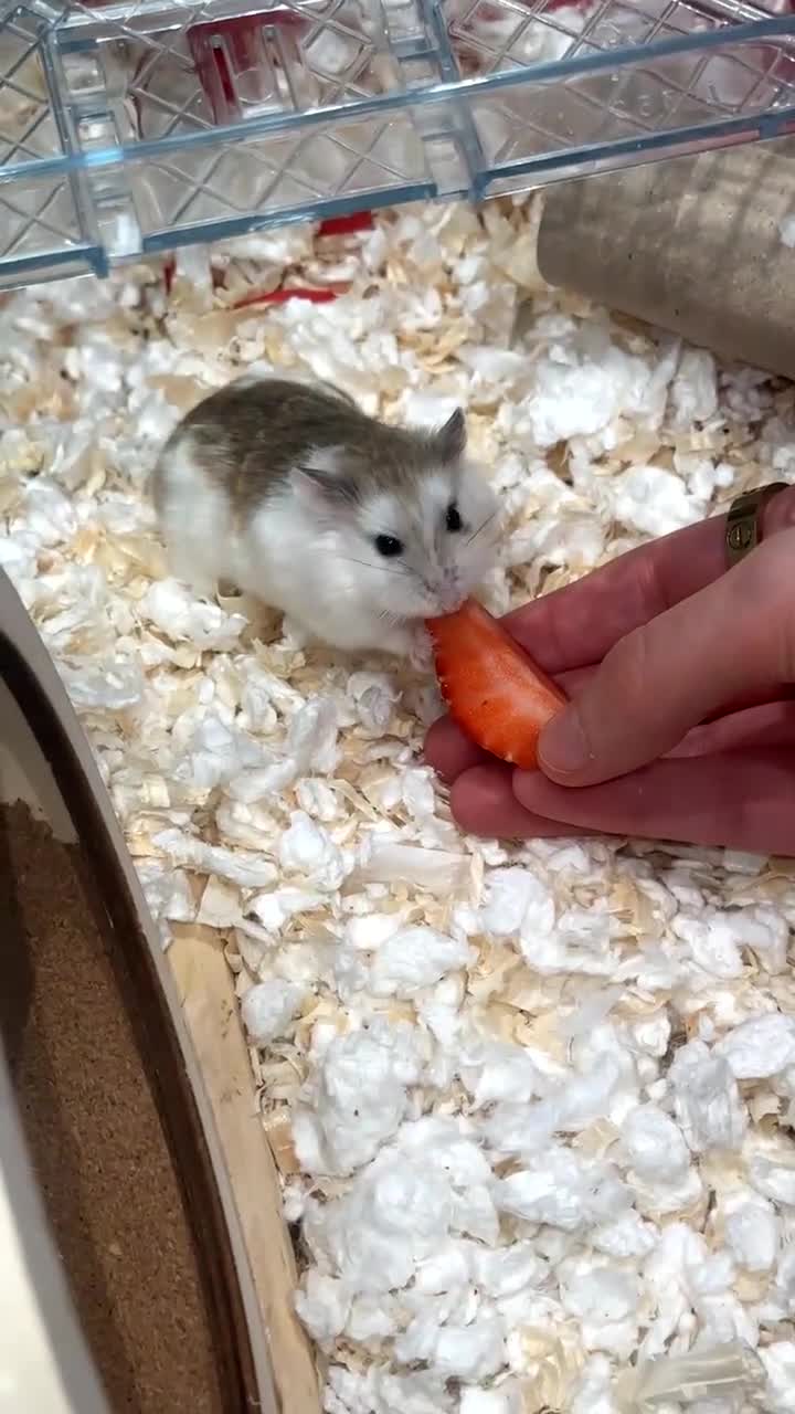 Hamster rodents for sale: Male dwarf hamster roborovski - Video 1