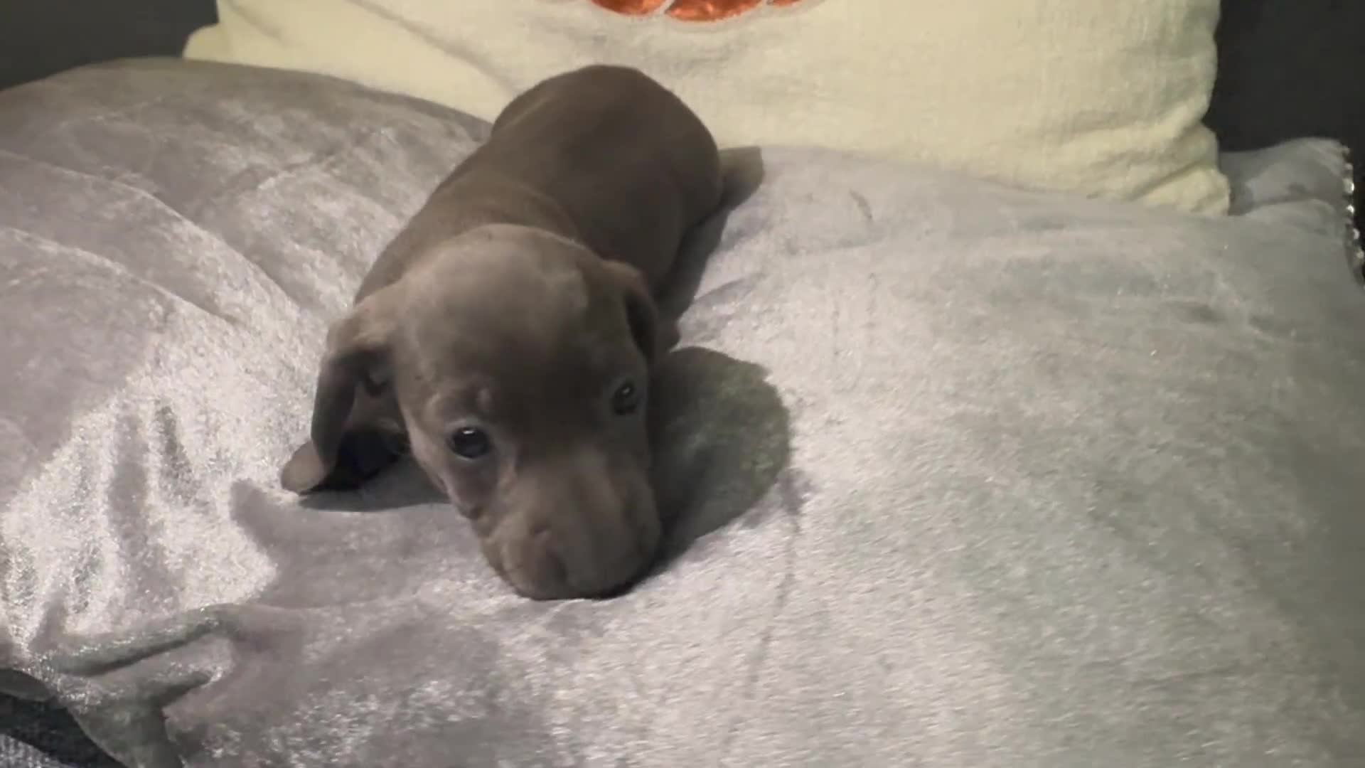 Miniature Dachshund dogs for sale: Miniature Dachshund Puppies 🐾 - Video 1