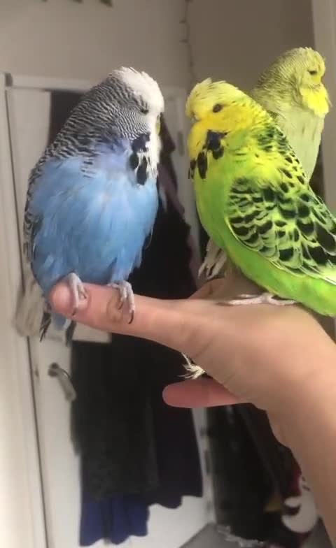 Budgerigars birds for sale: Pair of Tame Exhibition Budgies - Video 2