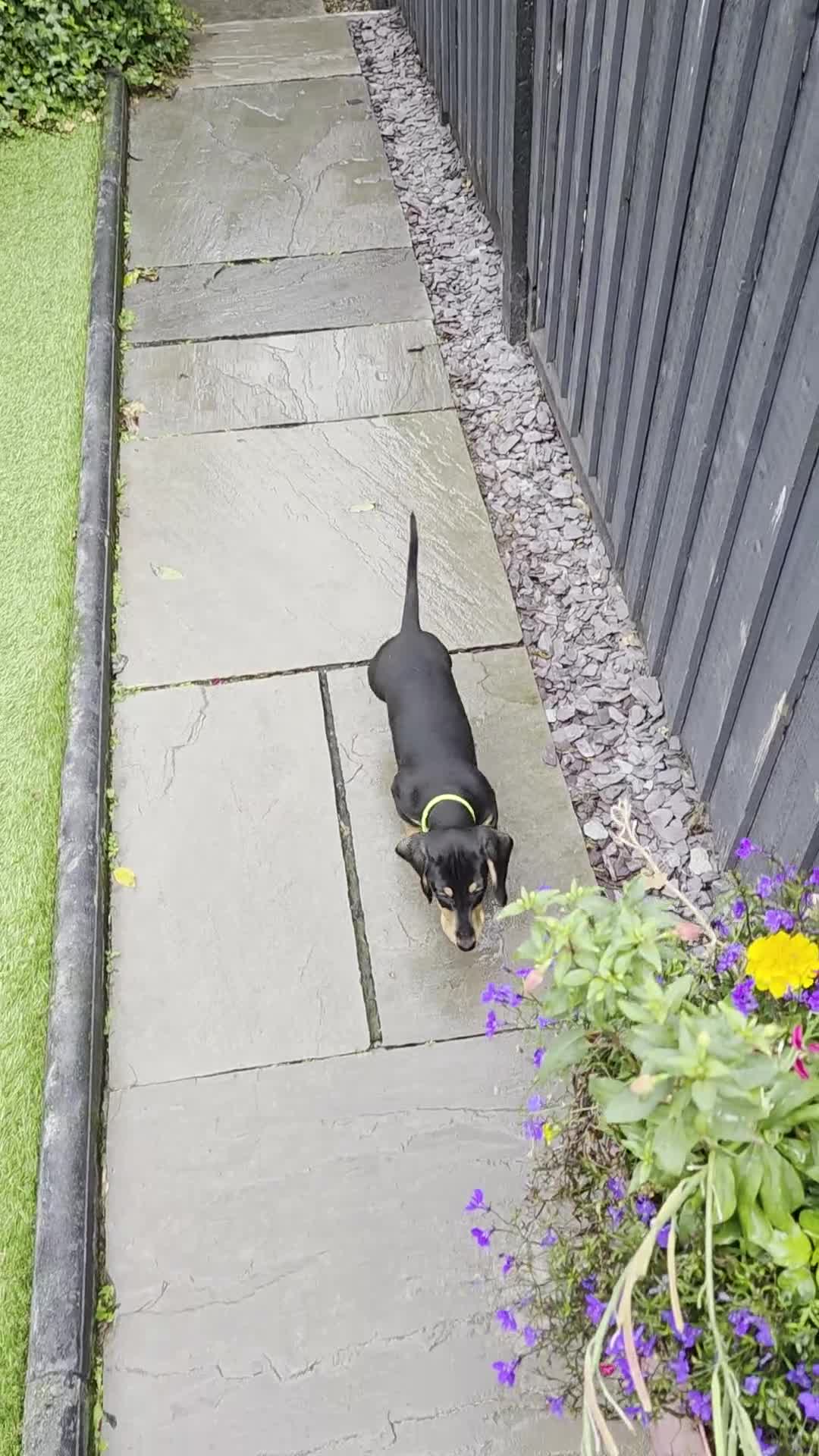 Miniature Dachshund dogs for sale: Shorthaired Minature Daschunds READY TO LEAVE NOW - Video 2