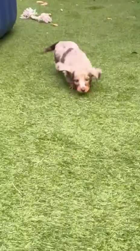 Miniature Dachshund dogs for sale: KC Miniature longhaired dachshunds for sale  - Video 2