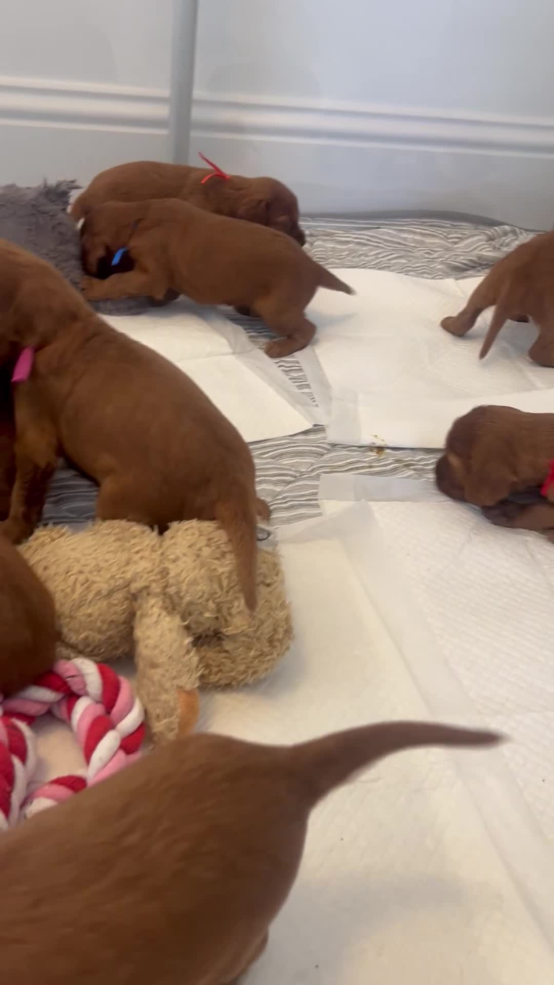 Irish Setter dogs for sale: Exceptional KC registered health tested puppies  - Video 1
