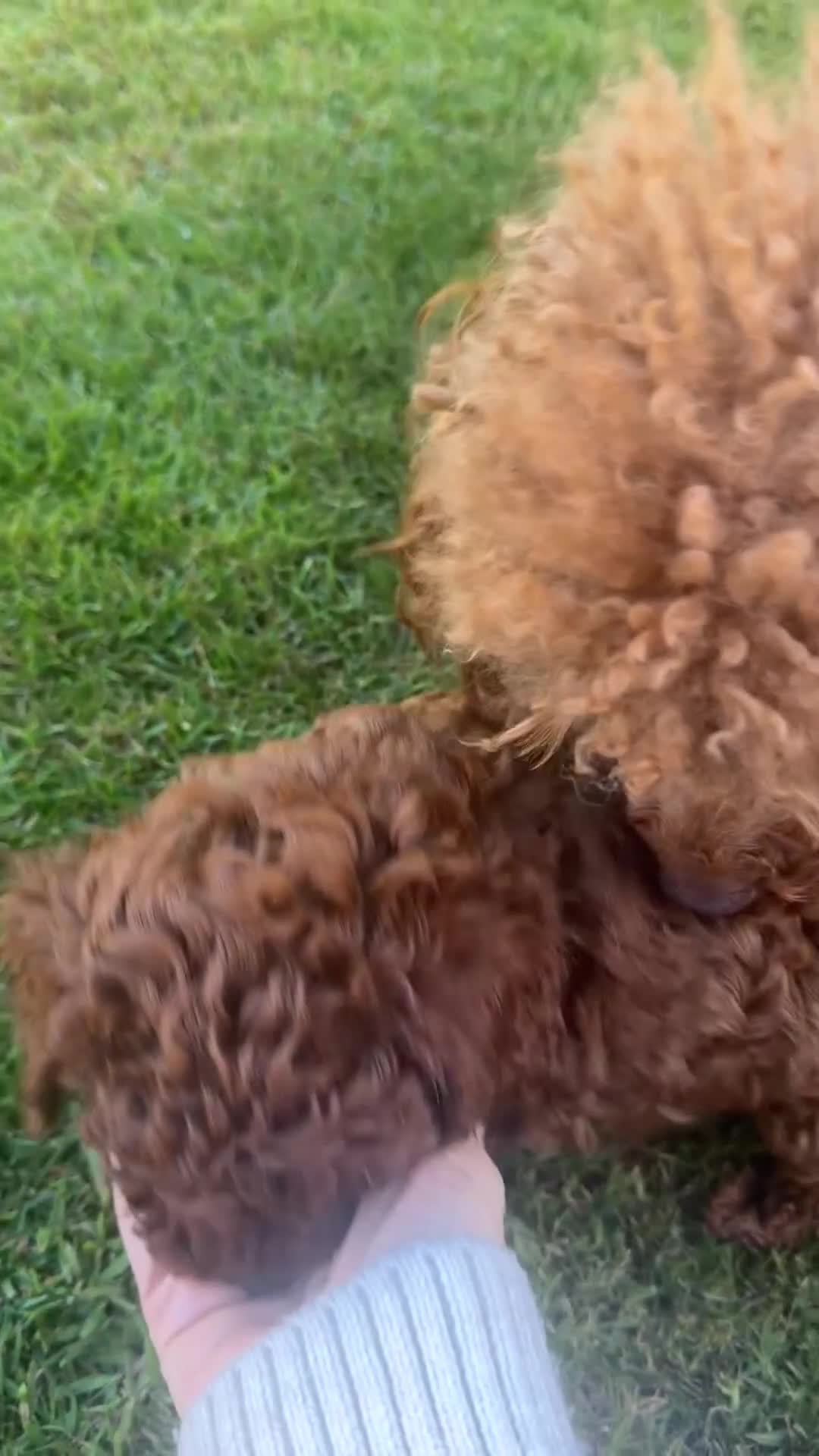 Toy Poodle dogs for sale: Last Girl and Boy Asian/toy poodle DNA tested - Video 2