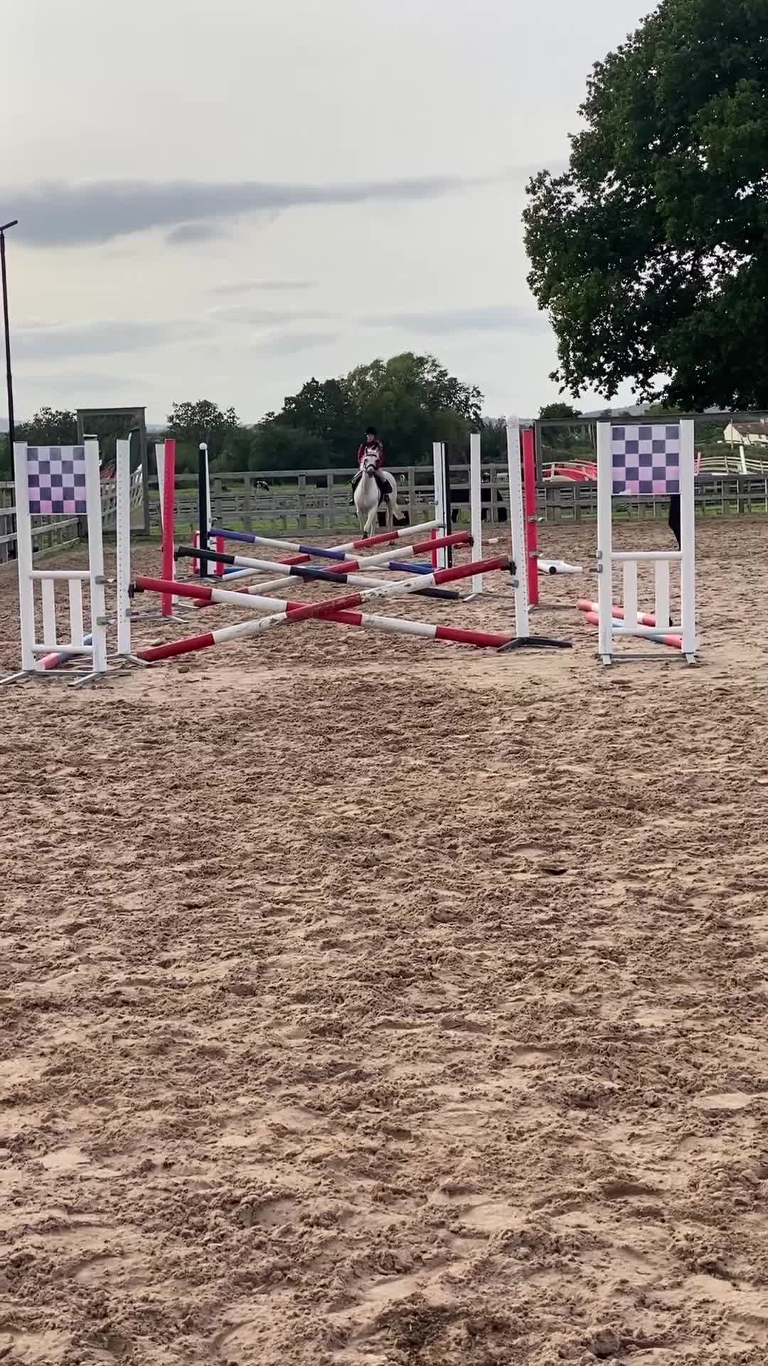 Connemara horses for sale: Beautiful Connie X Mare  - Video 2