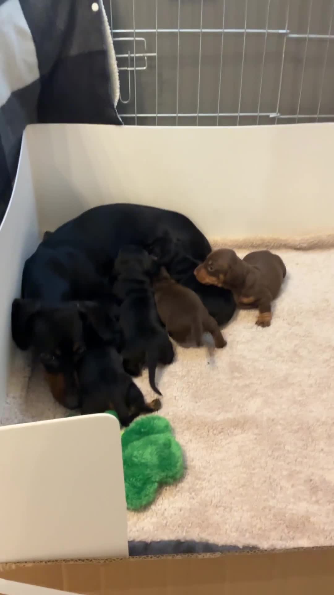 Miniature Dachshund dogs for sale: Nature smooth hair dash shows - Video 2