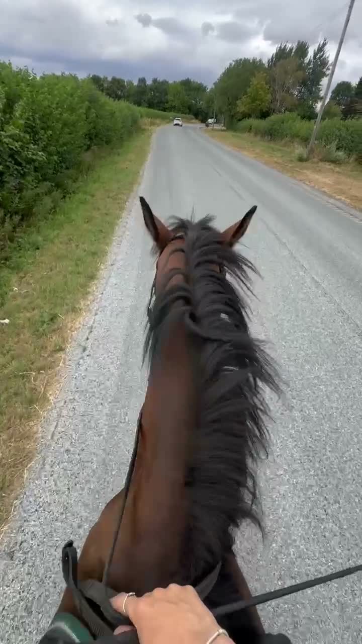 Irish Sports horses for sale: 16hh 4yo conniextb  in Coventry - Video 2
