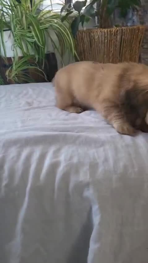 Dachshund dogs for sale: Miniature dachshunds - Video 1
