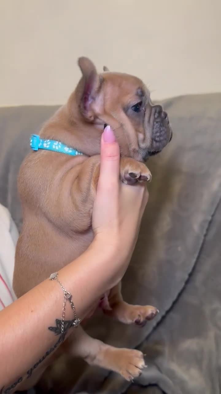 French Bulldog dogs for sale: French bulldog pups  - Video 2