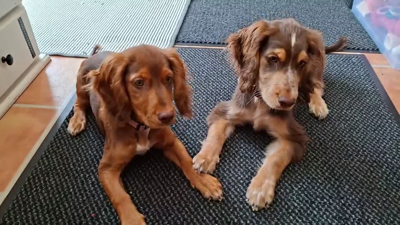 Cocker Spaniel dogs for sale: Cocker Spaniel Maeve, 5 months seeks forever home  - Video 1