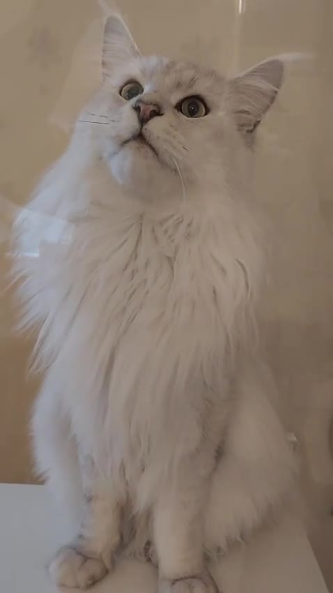 Maine Coon cats for stud: Sir Aslan Silver Shaded Stud  - Video 1