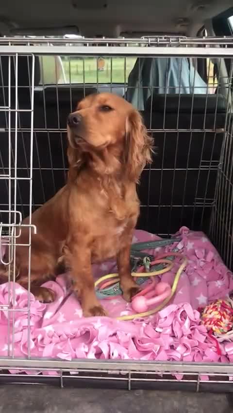 Cockapoo dogs for sale: Family raised Cockapoo babies  - Video 2