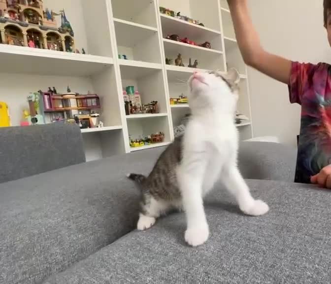 Ragdoll cats for sale: 🐾Only 4 Gorgeous Kittens Left🐾 - Video 3