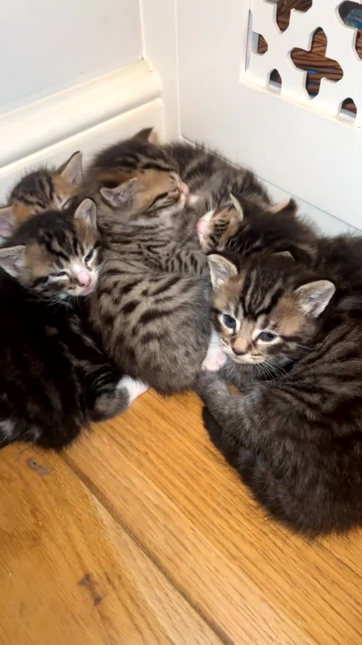 American Shorthair cats for sale: 🐾 Adorable American Shorthair Kittens! 🐾 - Video 1