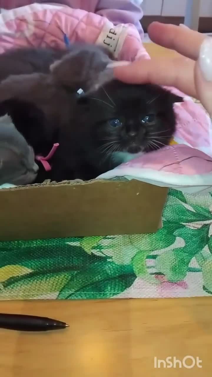 British Shorthair cats for sale: BSH  x DSH  - Video 2