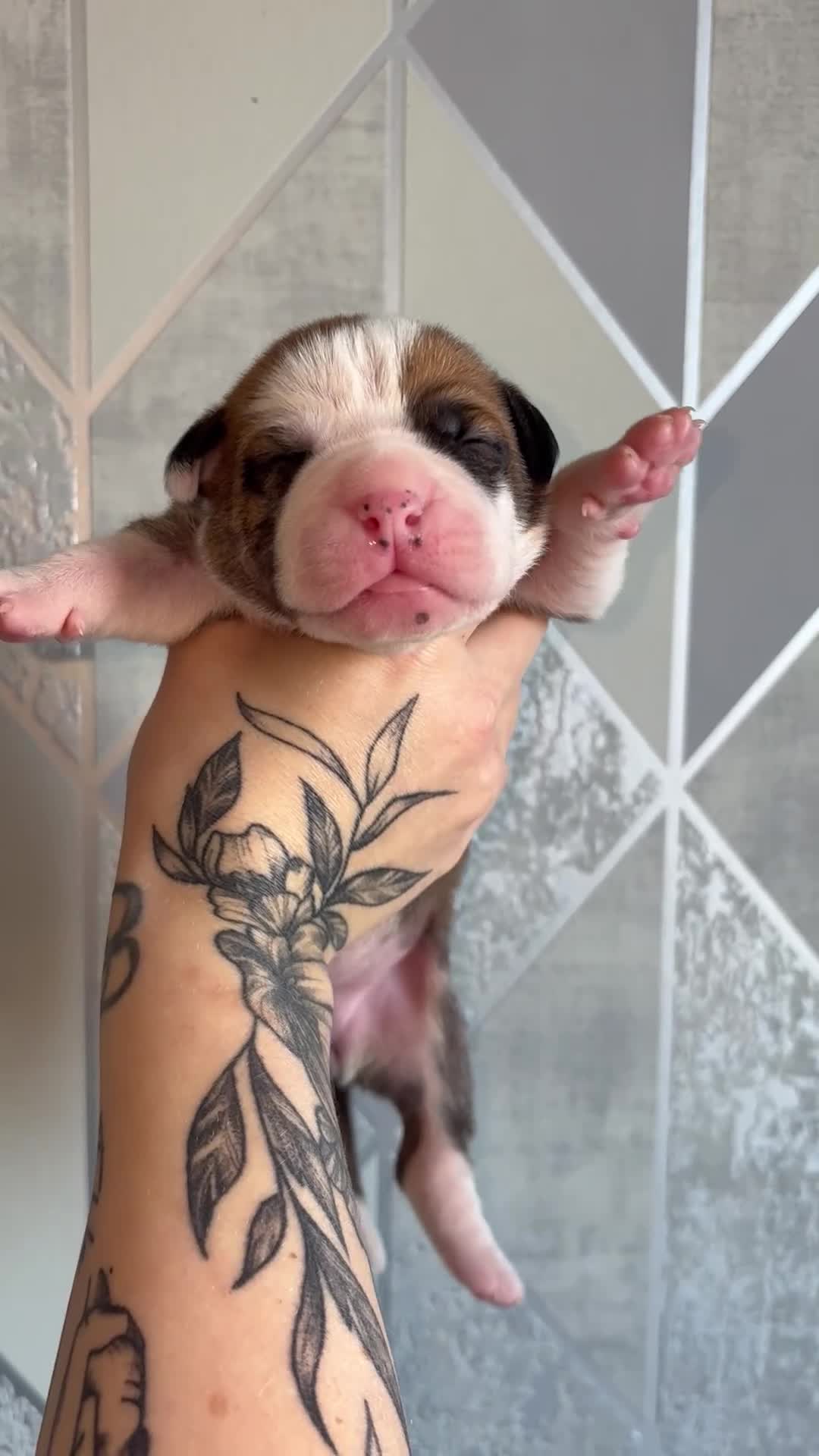 Alapaha Blue Blood Bulldog dogs for sale: Alapaha blue blood bulldogs  in Gloucester - Video 2