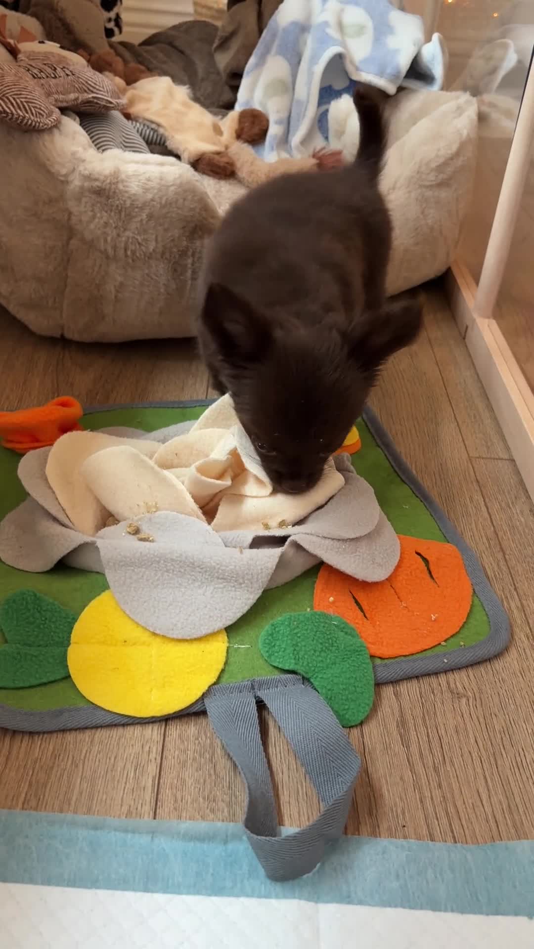 Chihuahua dogs for sale: Chocolate chihuahua  - Video 1