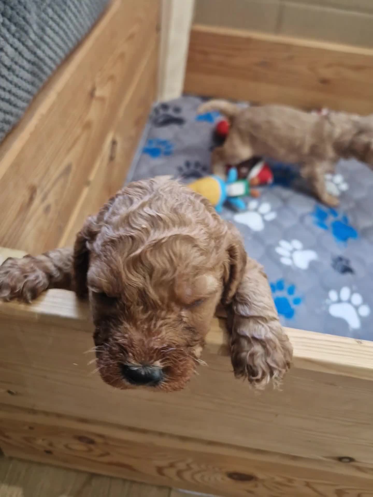 Cockapoo dogs for sale: Cockapoo puppies - Video 1