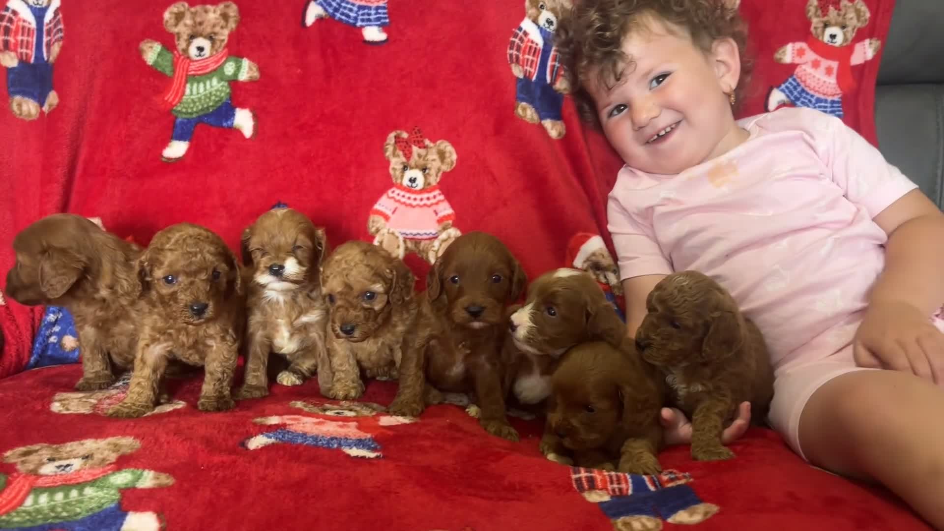 Cavapoo dogs for sale: 🐶 stunning F1B Cavapoos🐶 - Video 4